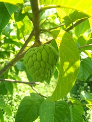 Mãng cầu nữ hoàng Vietgap