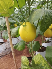 Hạt giống dưa lê Hồng Ngọc Kieufarm