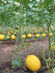 Hạt giống dưa lê Hồng Ngọc Kieufarm