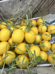 Hạt giống dưa lê Hồng Ngọc Kieufarm
