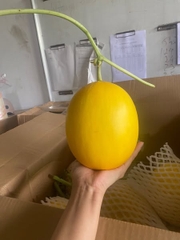 Hạt giống dưa lê Hồng Ngọc Kieufarm