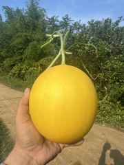 Hạt giống dưa lê Hồng Ngọc Kieufarm
