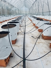 Lắp đặt hệ thống tưới nhỏ giọt