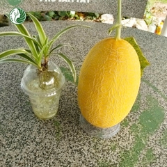 Dưa lưới Huỳnh Long