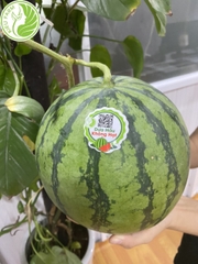 Dưa Hấu Không Hạt Kieufarm