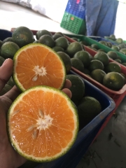 Cam sành Hiếu Liêm - Kiều Farm 1kg