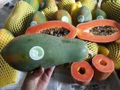 Đu đủ giống Nhật Kieufarm - 1kg