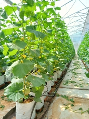 Lắp đặt hệ thống tưới nhỏ giọt