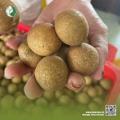 Thanh Nhãn Kieufarm (VietGAP)