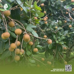 Thanh Nhãn Kieufarm (VietGAP)