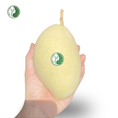 Xoài Cát Chu Vàng