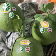 Bưởi Da Xanh Phương Uyên Kieufarm