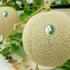 Dưa Lưới TL3 Kieufarm