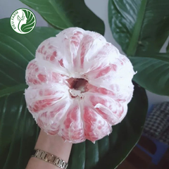 Bưởi Da Xanh Phương Uyên Kieufarm