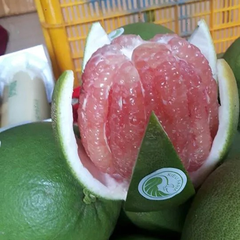 Bưởi Da Xanh Phương Uyên Kieufarm