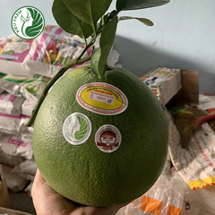 Bưởi Da Xanh Phương Uyên Kieufarm