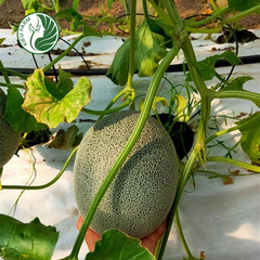 Dưa lưới T-ONE Kieufarm
