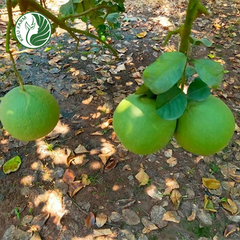 Bưởi Da Xanh Phương Uyên Kieufarm