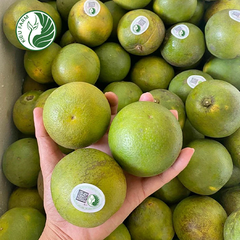Cam Xoàn Lai Vung Kieufarm
