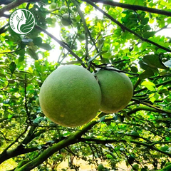 Bưởi Da Xanh Phương Uyên Kieufarm