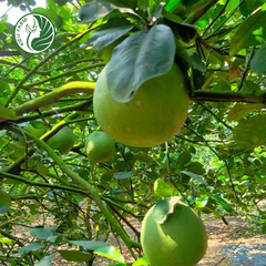 Bưởi Da Xanh Phương Uyên Kieufarm