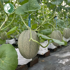 Dưa lưới Mật Kieufarm