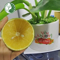 Cam Xoàn Lai Vung Kieufarm