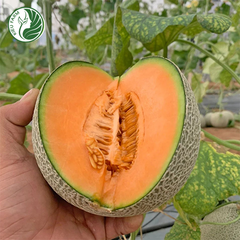 Dưa lưới YuKang Kieufarm