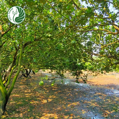 Bưởi Da Xanh Phương Uyên Kieufarm