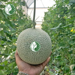 Dưa lưới YuKang Kieufarm