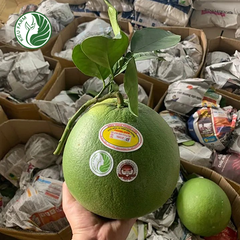 Bưởi Da Xanh Phương Uyên Kieufarm