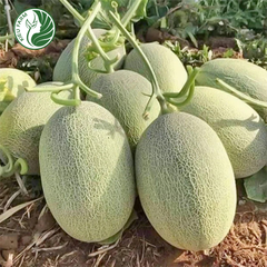 Dưa lưới Mật Kieufarm