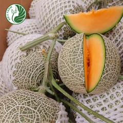 Dưa lưới YuKang Kieufarm