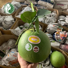 Bưởi Da Xanh Phương Uyên Kieufarm