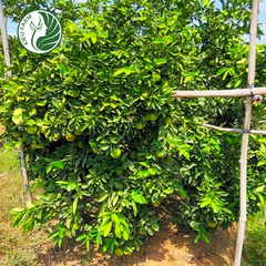 Cam Xoàn Lai Vung Kieufarm
