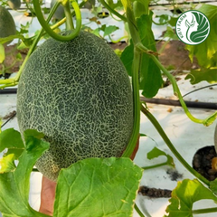 Dưa lưới T-ONE Kieufarm