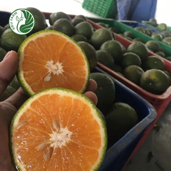 Cam sành Hiếu Liêm Kieufarm