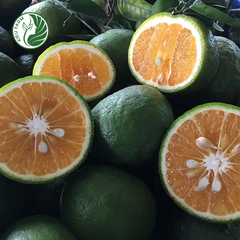 Cam sành Hiếu Liêm Kieufarm