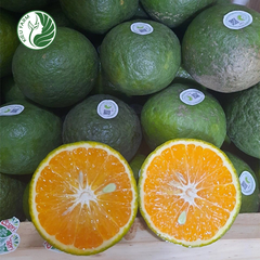Cam sành Hiếu Liêm Kieufarm