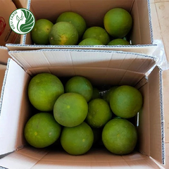 Bưởi Da Xanh Phương Uyên Kieufarm