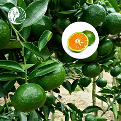 Cam sành Hiếu Liêm Kieufarm