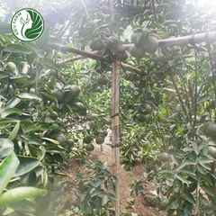 Cam sành Hiếu Liêm Kieufarm