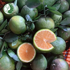 Cam sành Hiếu Liêm Kieufarm