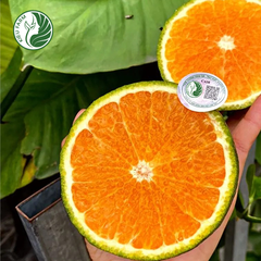 Cam sành Hiếu Liêm Kieufarm