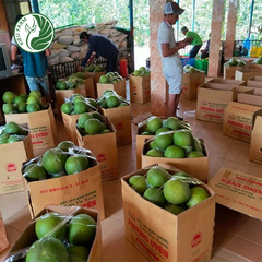Bưởi Da Xanh Phương Uyên Kieufarm