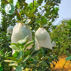 Bưởi Da Xanh Phương Uyên Kieufarm