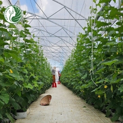 Bạt địa trải nền 180gr trắng nhiều size