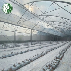 Bạt địa trải nền 180gr trắng nhiều size