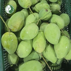 Xoài Cát Chu xanh