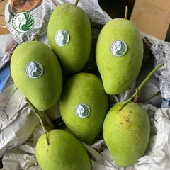Xoài Cát Chu xanh